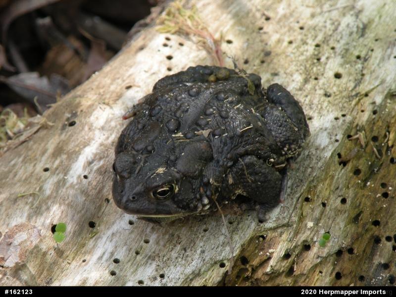 Eastern American Toad
