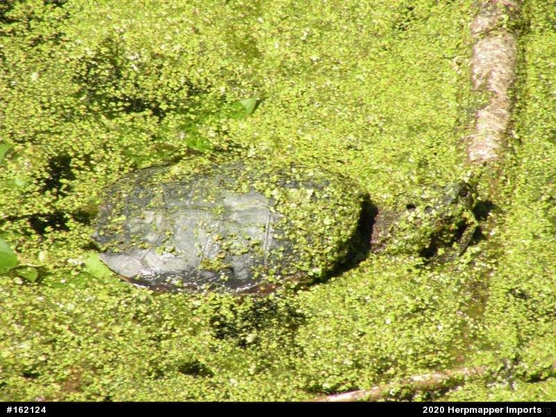 Snapping Turtle
