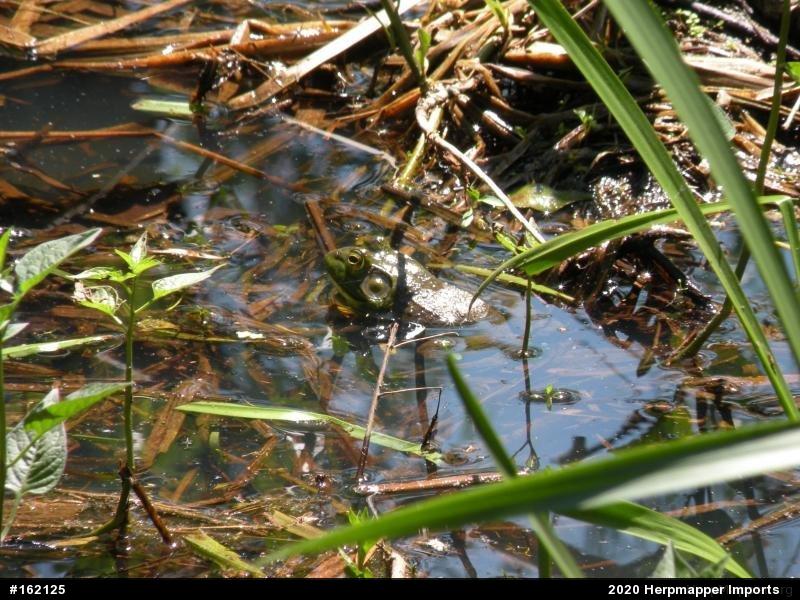 American Bullfrog