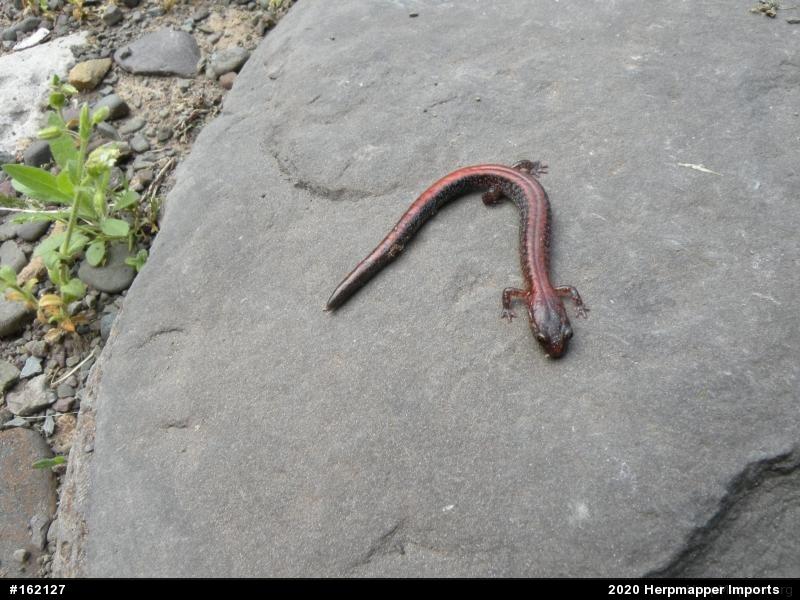 Eastern Red-backed  Salamander