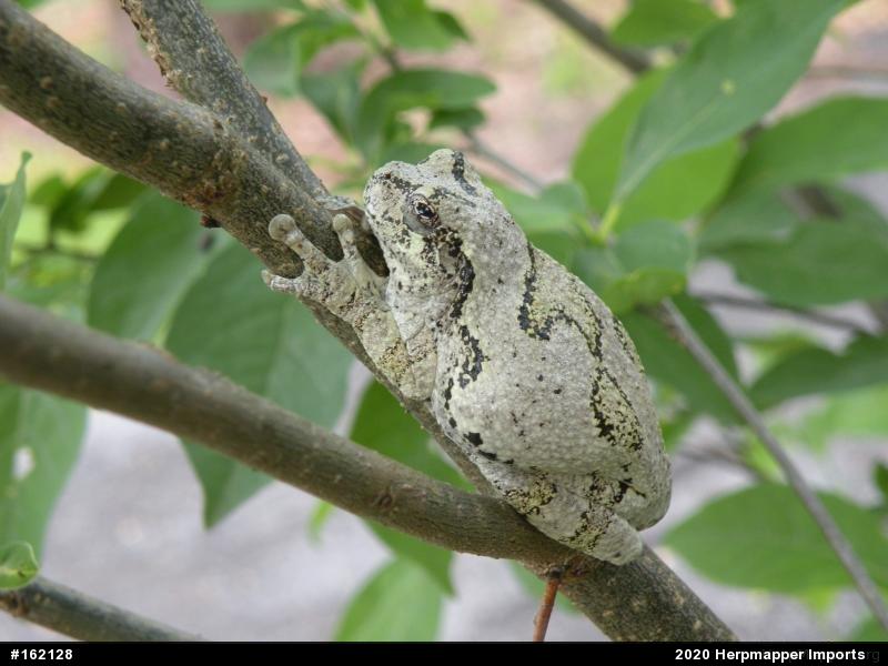 Unknown Gray Treefrog