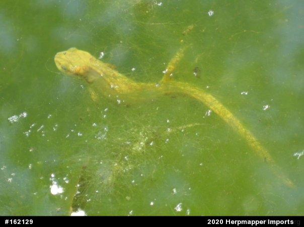 Red-spotted Newt