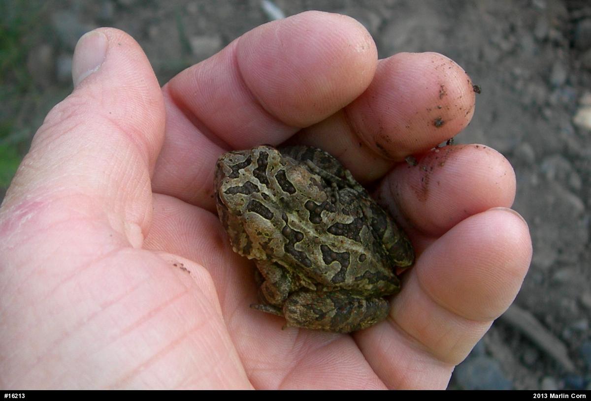 Fowler's Toad