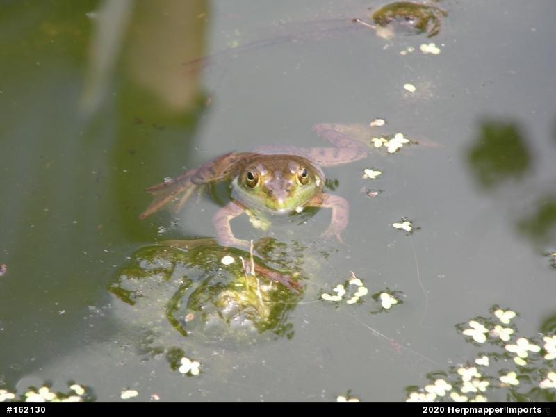 True Frogs