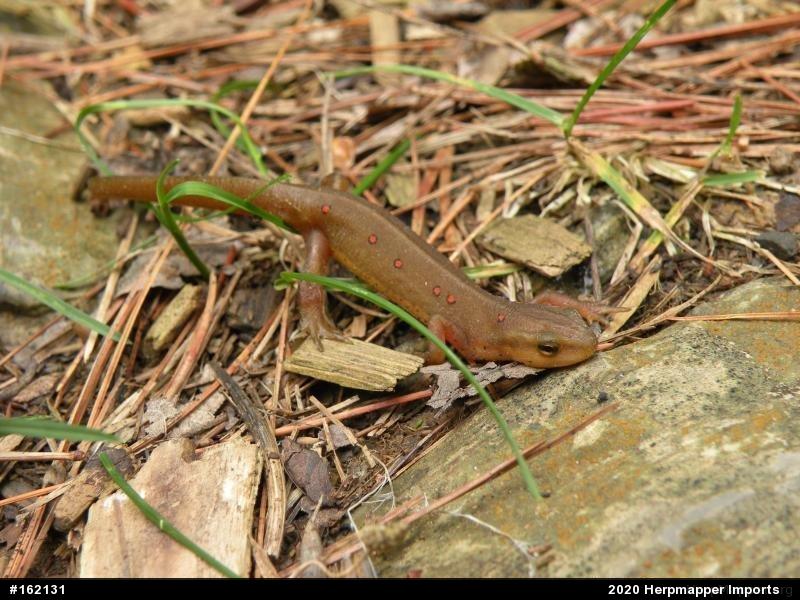 Red-spotted Newt