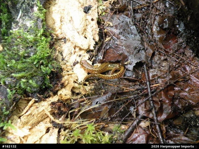 Eastern Long-tailed Salamander