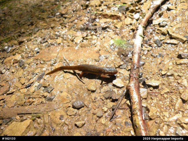 Red-spotted Newt