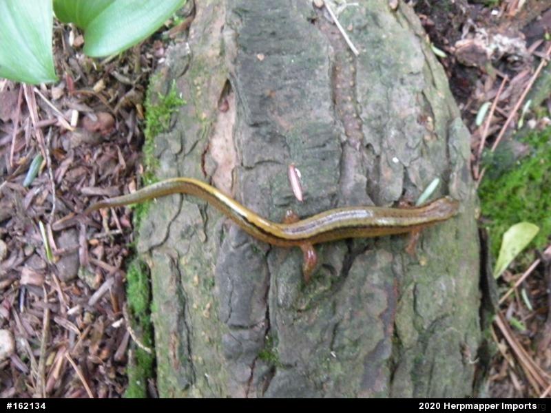 Northern Two-lined Salamander