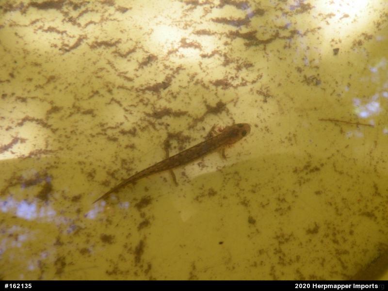 Northern Two-lined Salamander