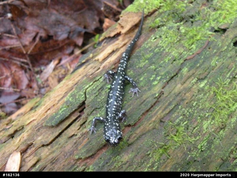 Northern Slimy Salamander