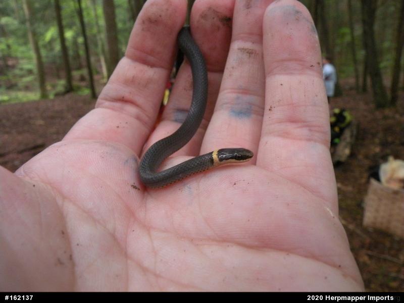Northern Ring-necked Snake