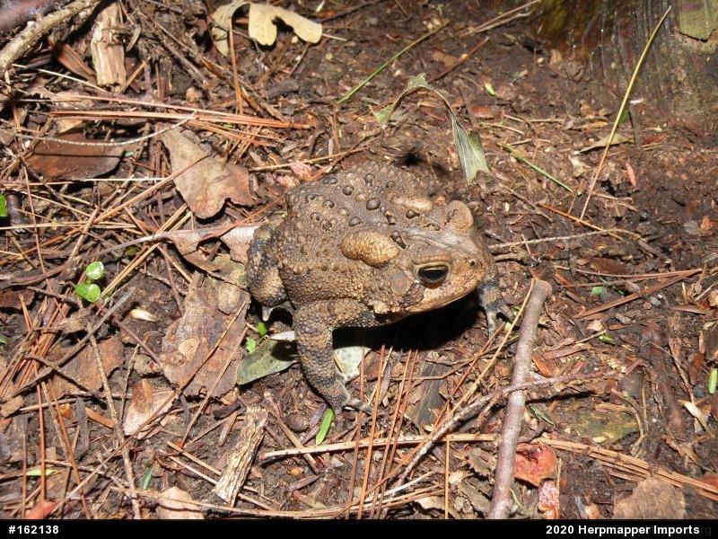 Eastern American Toad