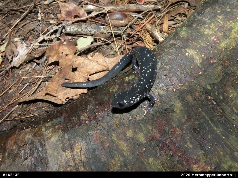 Northern Slimy Salamander