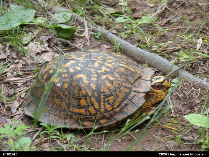 Eastern Box Turtle
