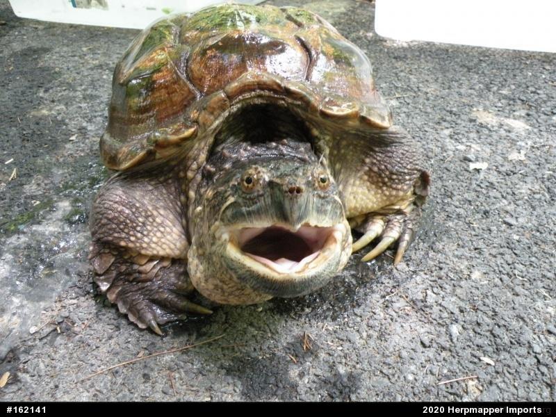 Snapping Turtle