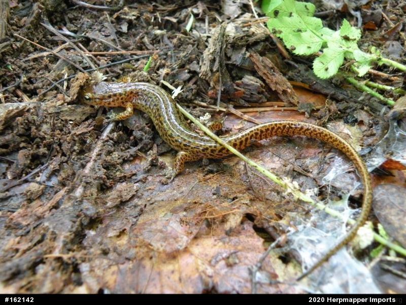 Eastern Long-tailed Salamander