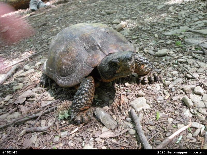 Wood Turtle