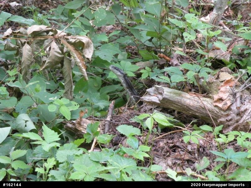 Eastern Ratsnake