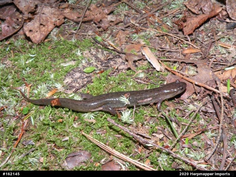 Northern Dusky Salamander