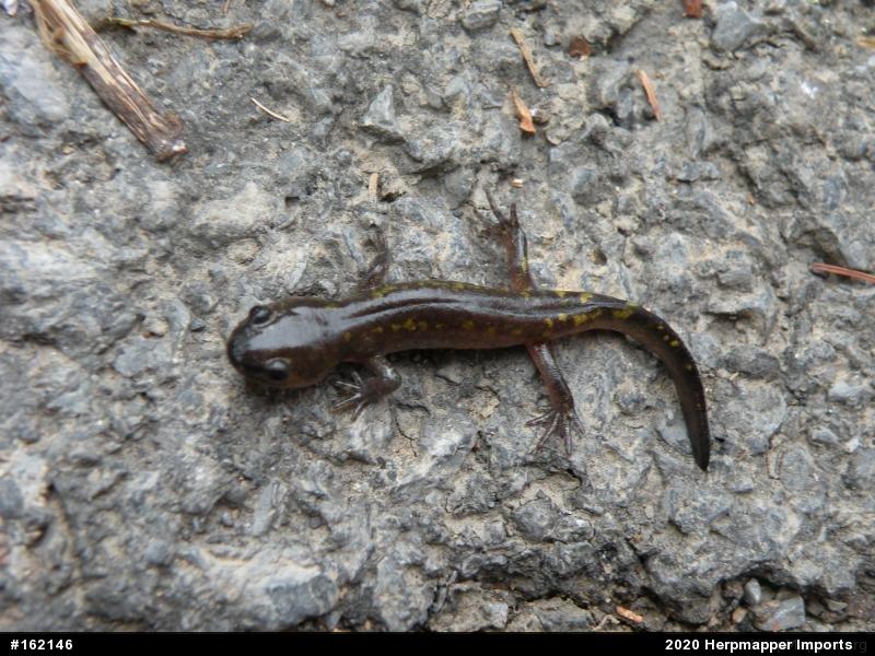 Spotted Salamander