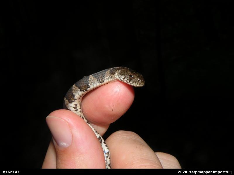 Northern Watersnake
