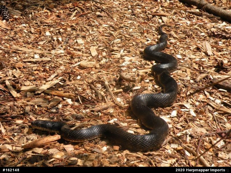 Eastern Ratsnake