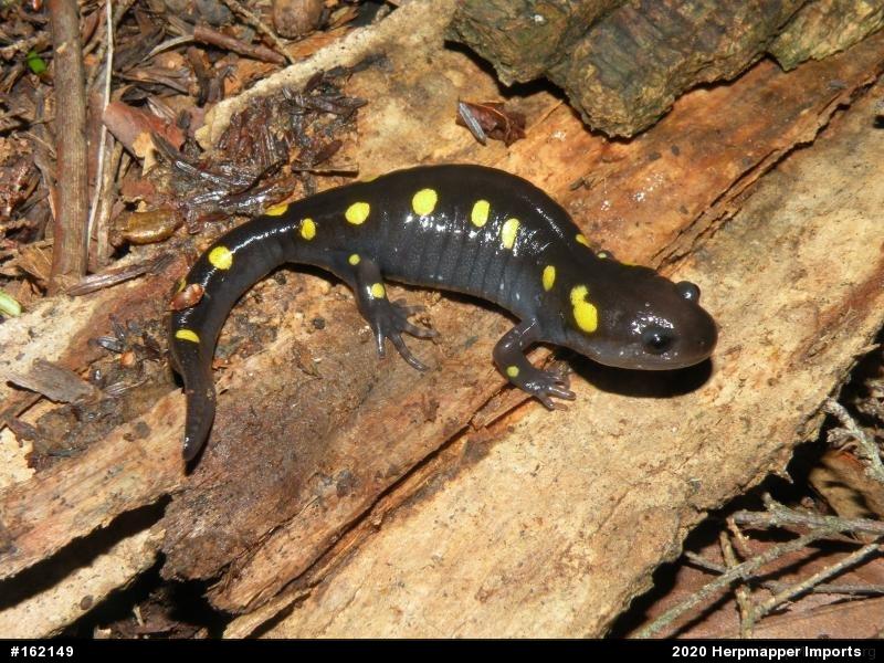 Spotted Salamander