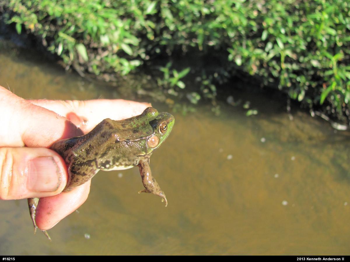 Green Frog