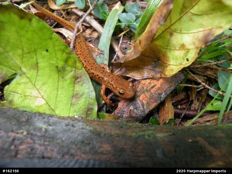 Eastern Long-tailed Salamander