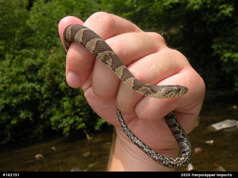 Northern Watersnake