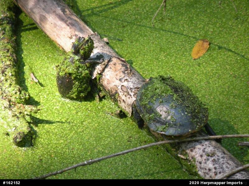 Eastern Musk Turtle