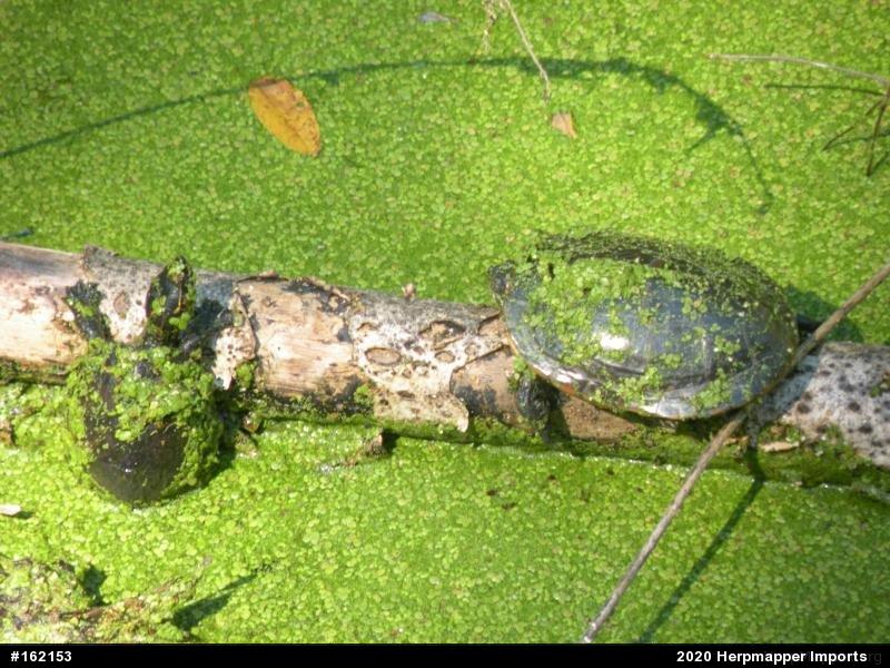 Painted Turtle