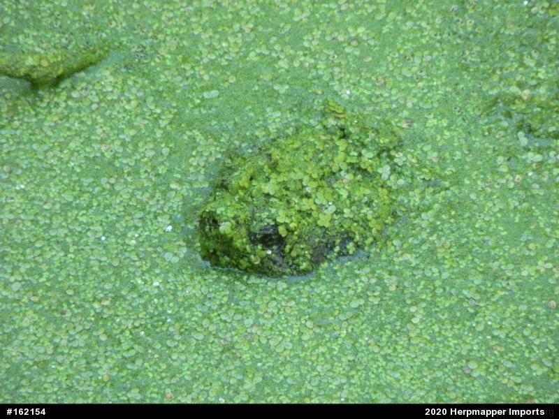 Snapping Turtle