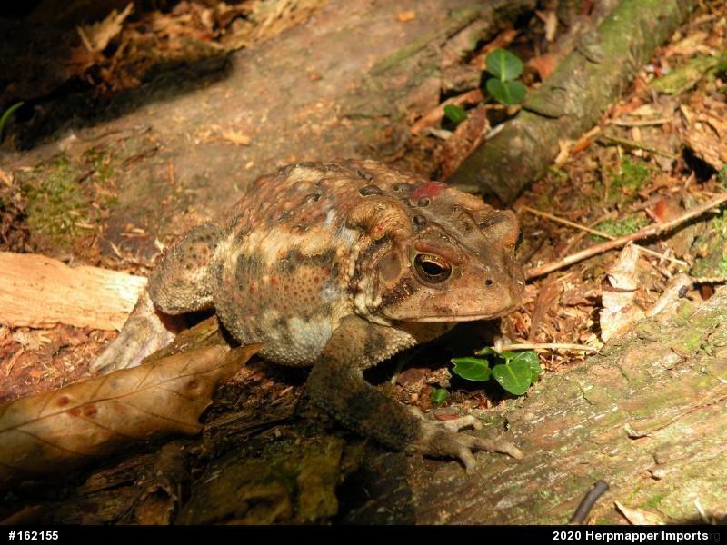 Eastern American Toad