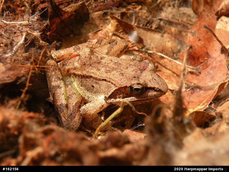 Wood Frog