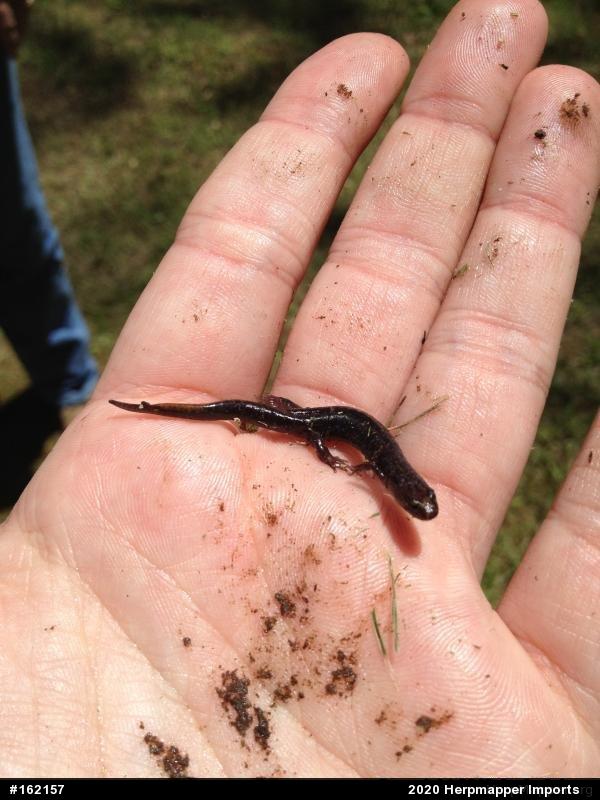Northern Dusky Salamander