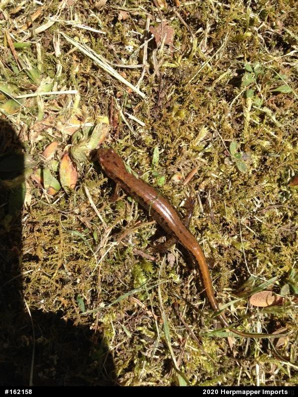 Allegheny Mountain Dusky Salamander