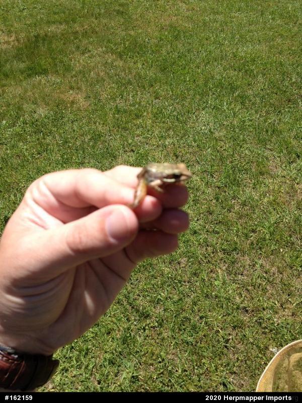 Wood Frog