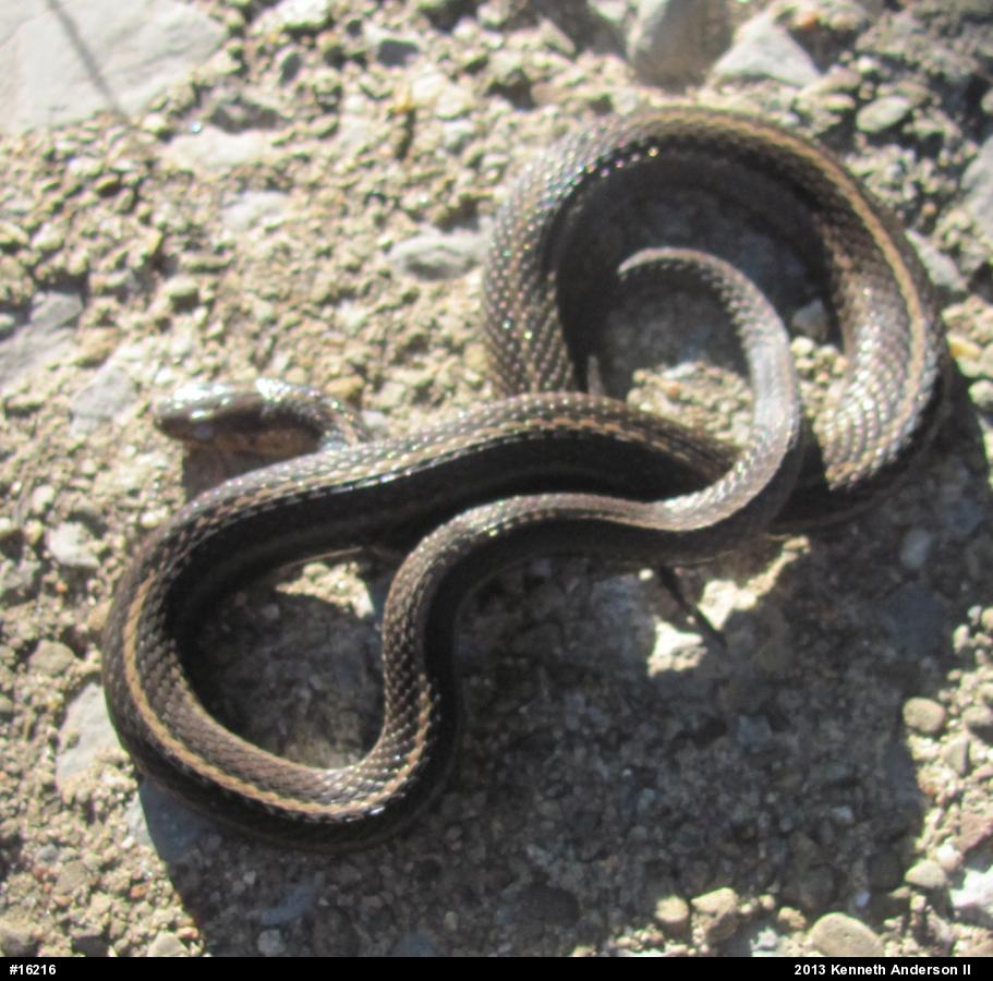Shorthead Gartersnake