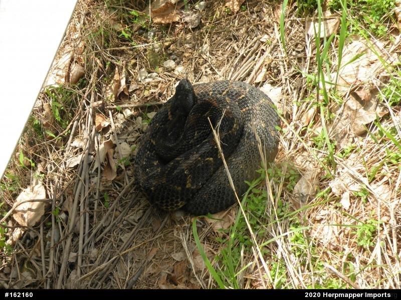 Timber Rattlesnake
