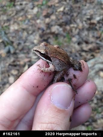 Wood Frog