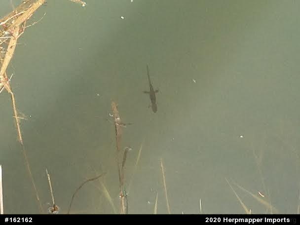 Red-spotted Newt