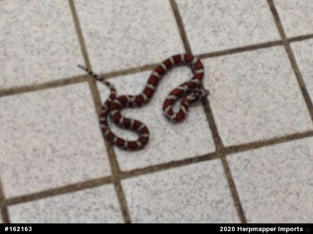 Eastern Milksnake