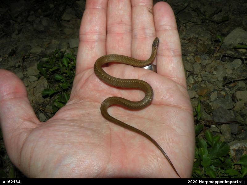 Red-bellied Snake