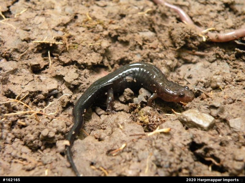Allegheny Mountain Dusky Salamander