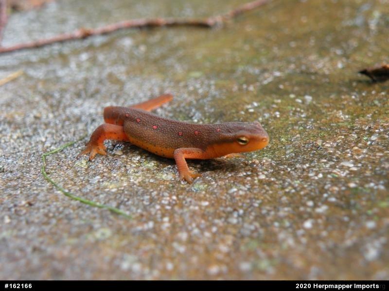 Red-spotted Newt