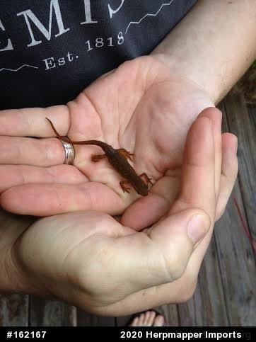Red-spotted Newt
