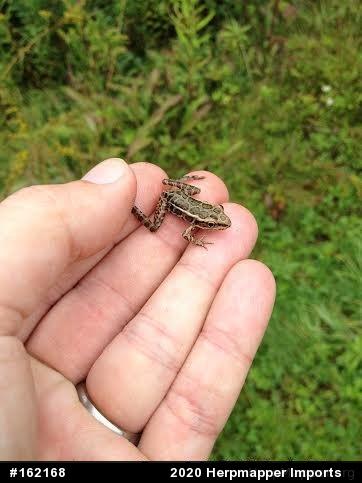 Pickerel Frog