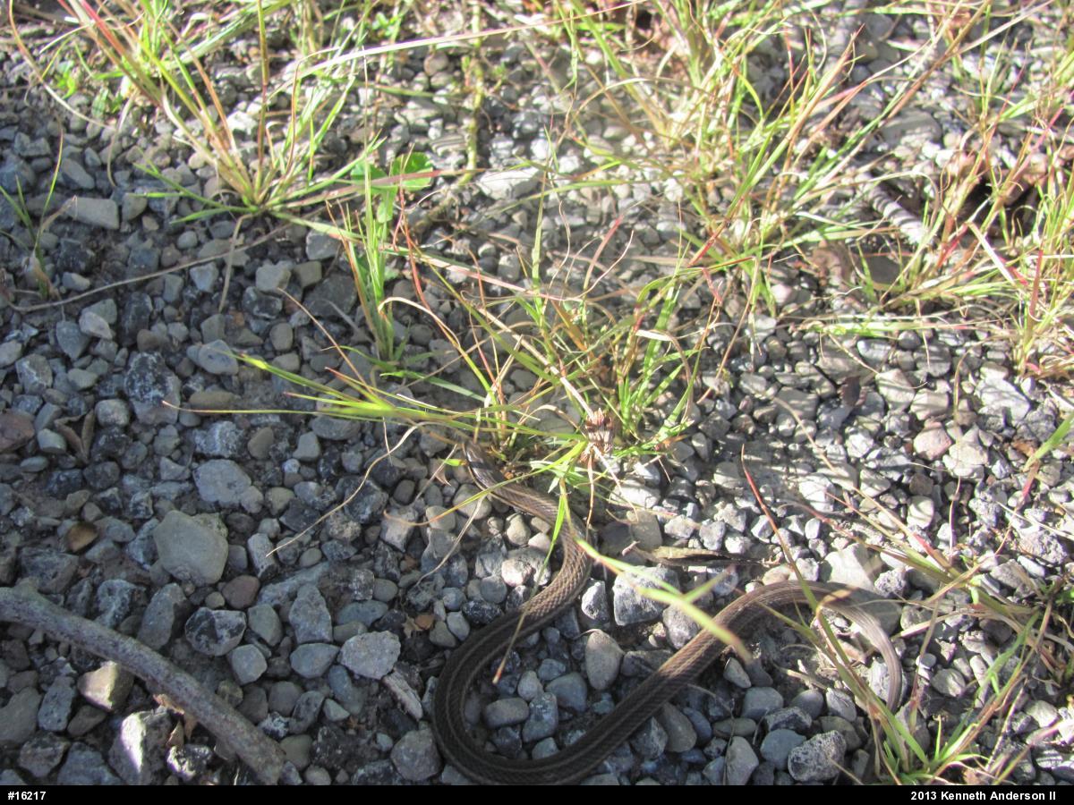 Shorthead Gartersnake