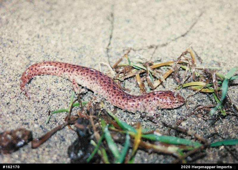 Northern Red Salamander